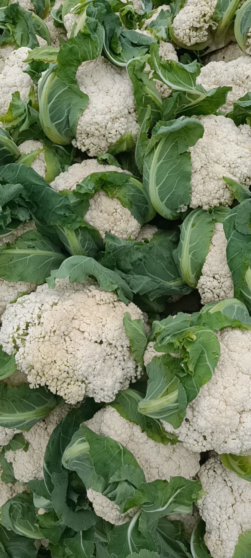 精品-菜花-松花菜适合超市，市场，加工厂，大量现货