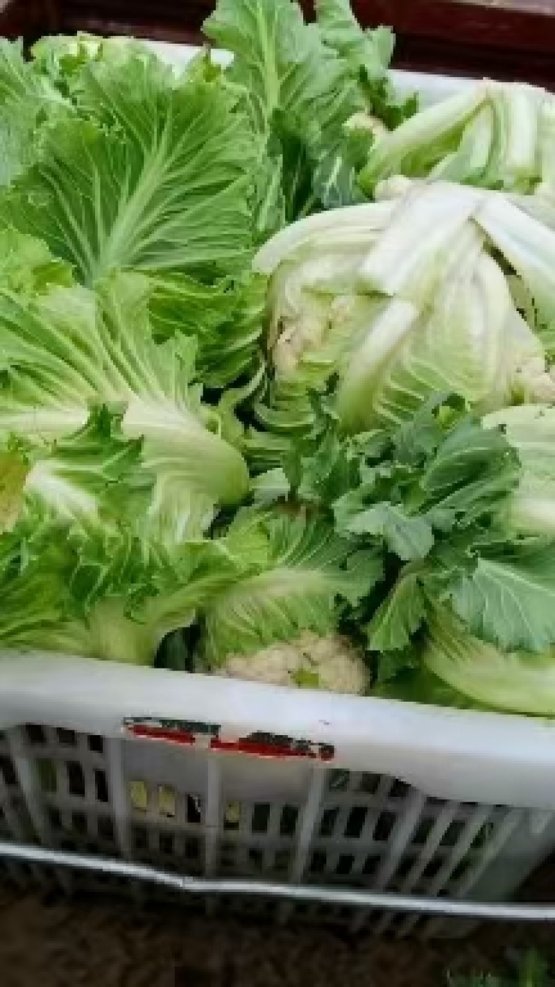 精品-菜花-松花菜适合超市，市场，加工厂，大量现货
