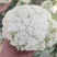 精品-菜花-松花菜适合超市，市场，加工厂，大量现货
