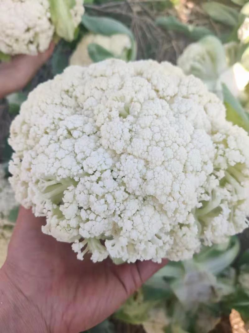 精品-菜花-松花菜适合超市，市场，加工厂，大量现货