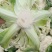 精品-菜花-松花菜适合超市，市场，加工厂，大量现货