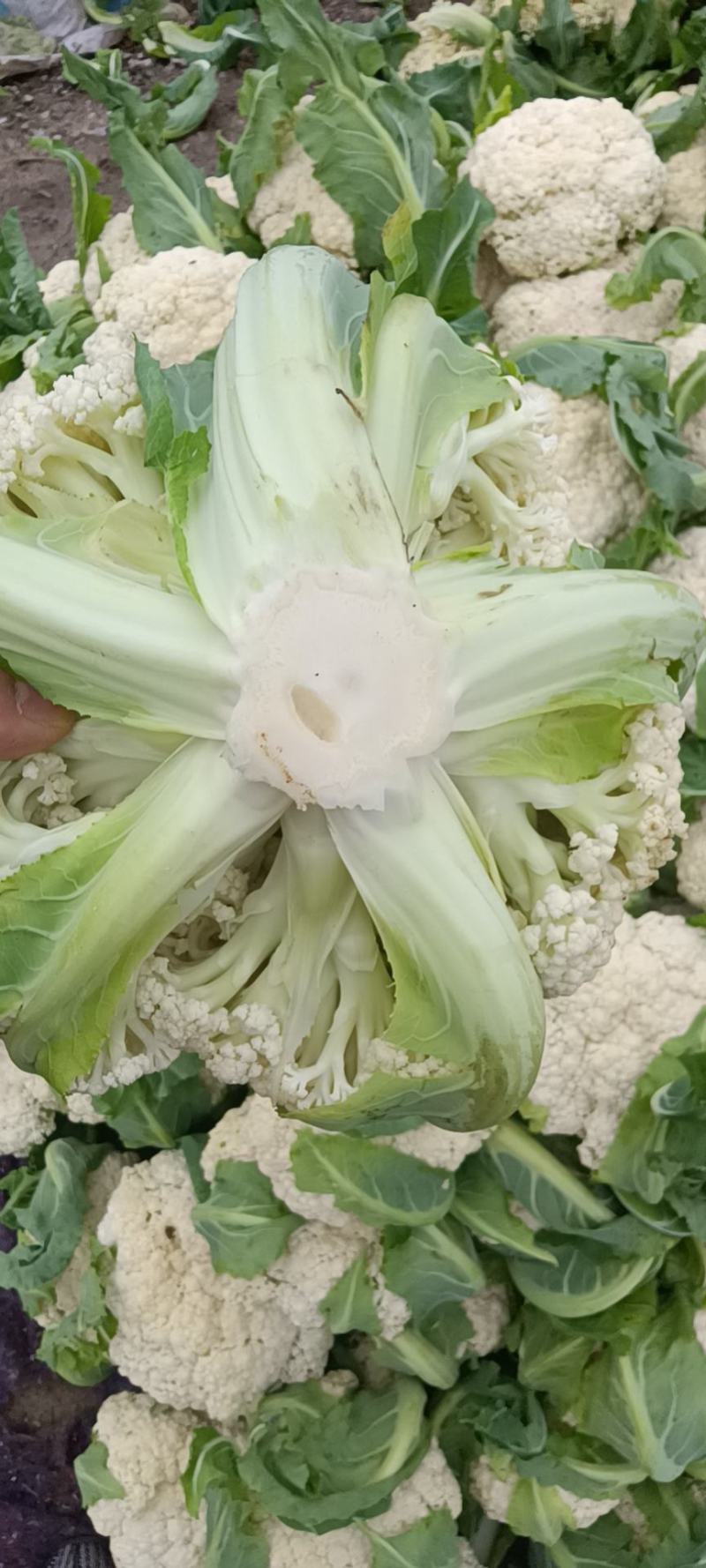 精品-菜花-松花菜适合超市，市场，加工厂，大量现货