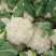 精品-菜花-松花菜适合超市，市场，加工厂，大量现货