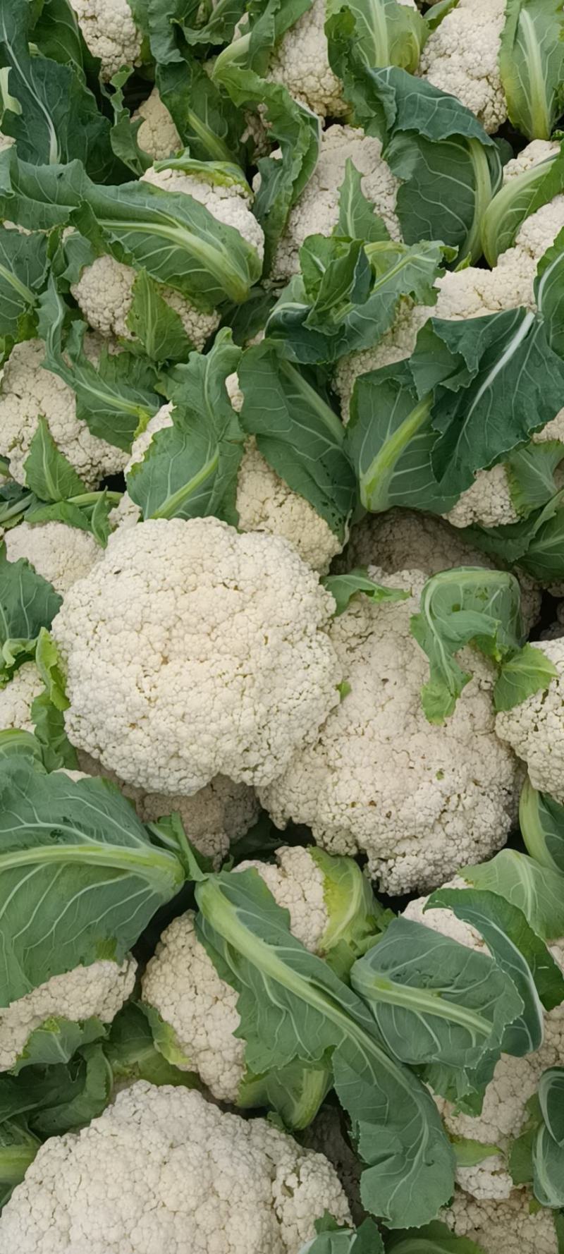 精品-菜花-松花菜适合超市，市场，加工厂，大量现货