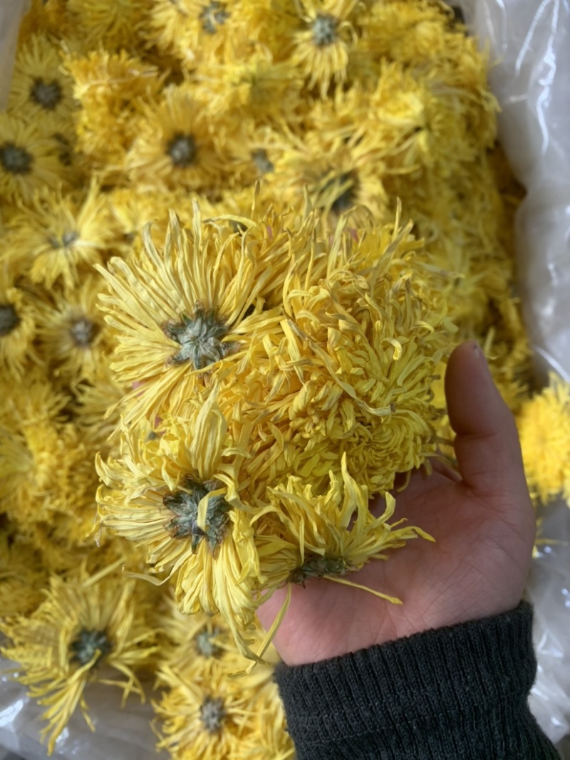 金丝皇菊花茶颜色黄大朵无硫无添加量大从优