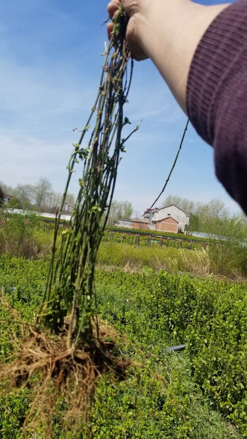 迎春花直销。30高度。40高度，50高度