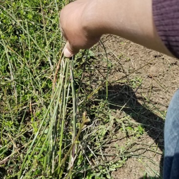迎春花直销。30高度。40高度，50高度