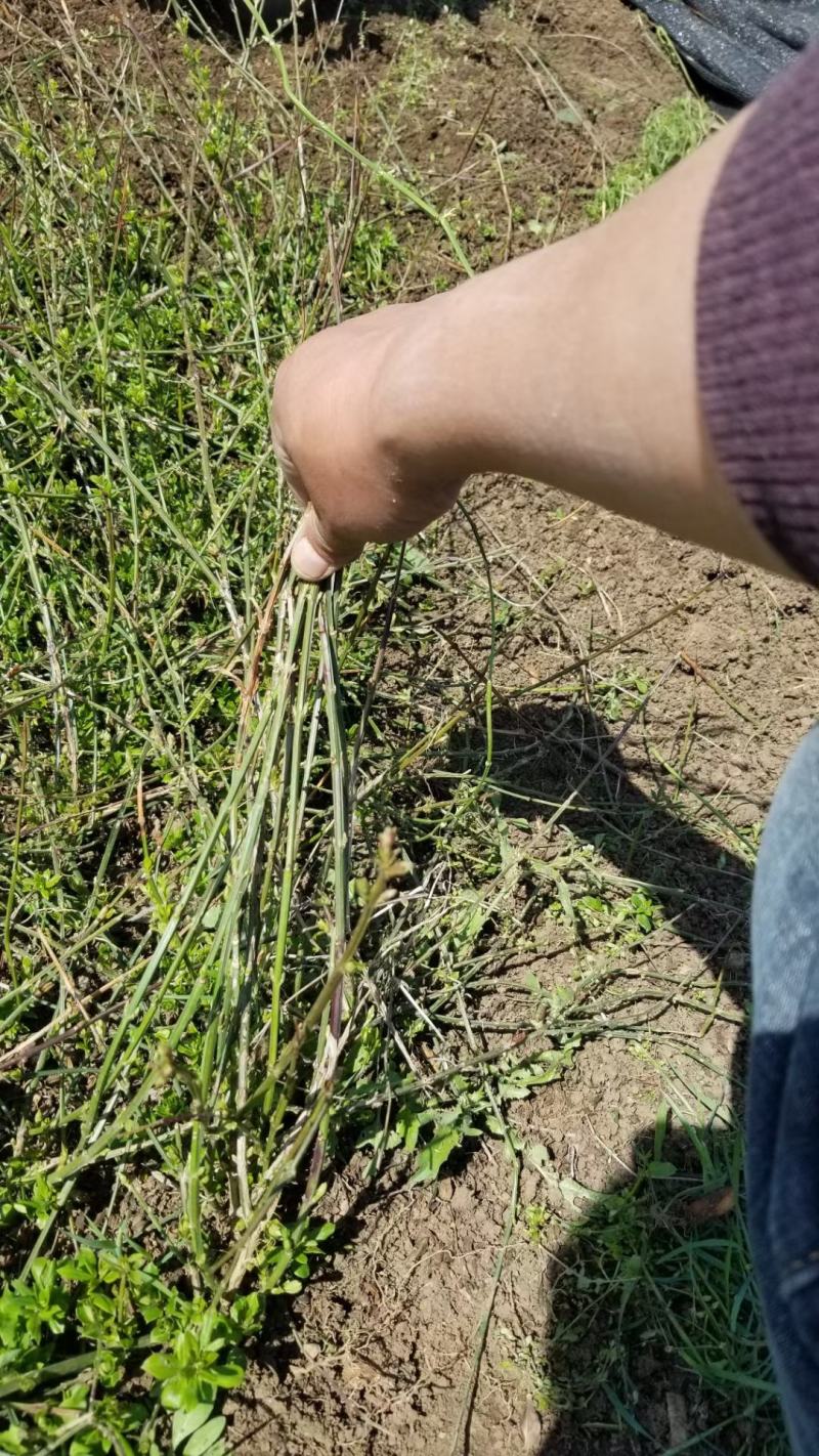 迎春花直销。30高度。40高度，50高度