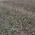 迎春花直销。30高度。40高度，50高度