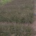 迎春花直销。30高度。40高度，50高度