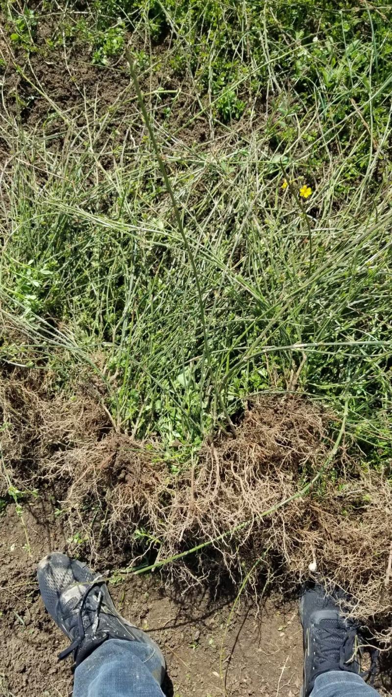 迎春花直销。30高度。40高度，50高度