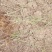 迎春花直销。30高度。40高度，50高度