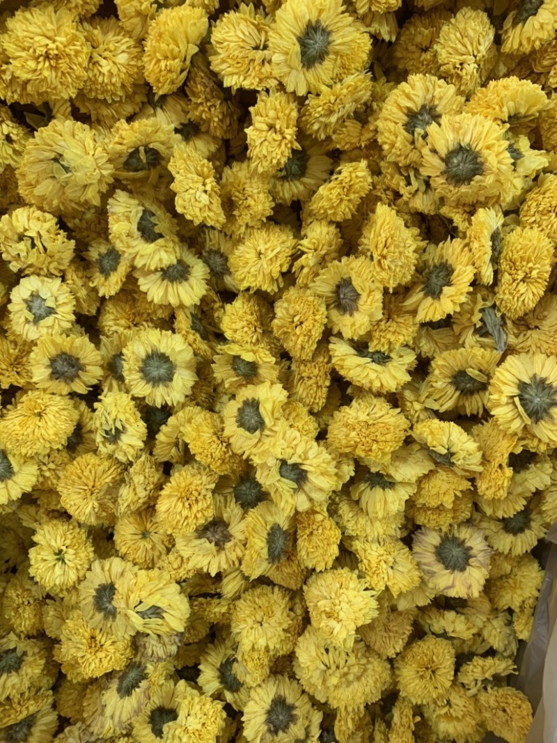 陶菊怀菊冰菊花茶泡茶佳品无杂质无添加颜色鲜艳