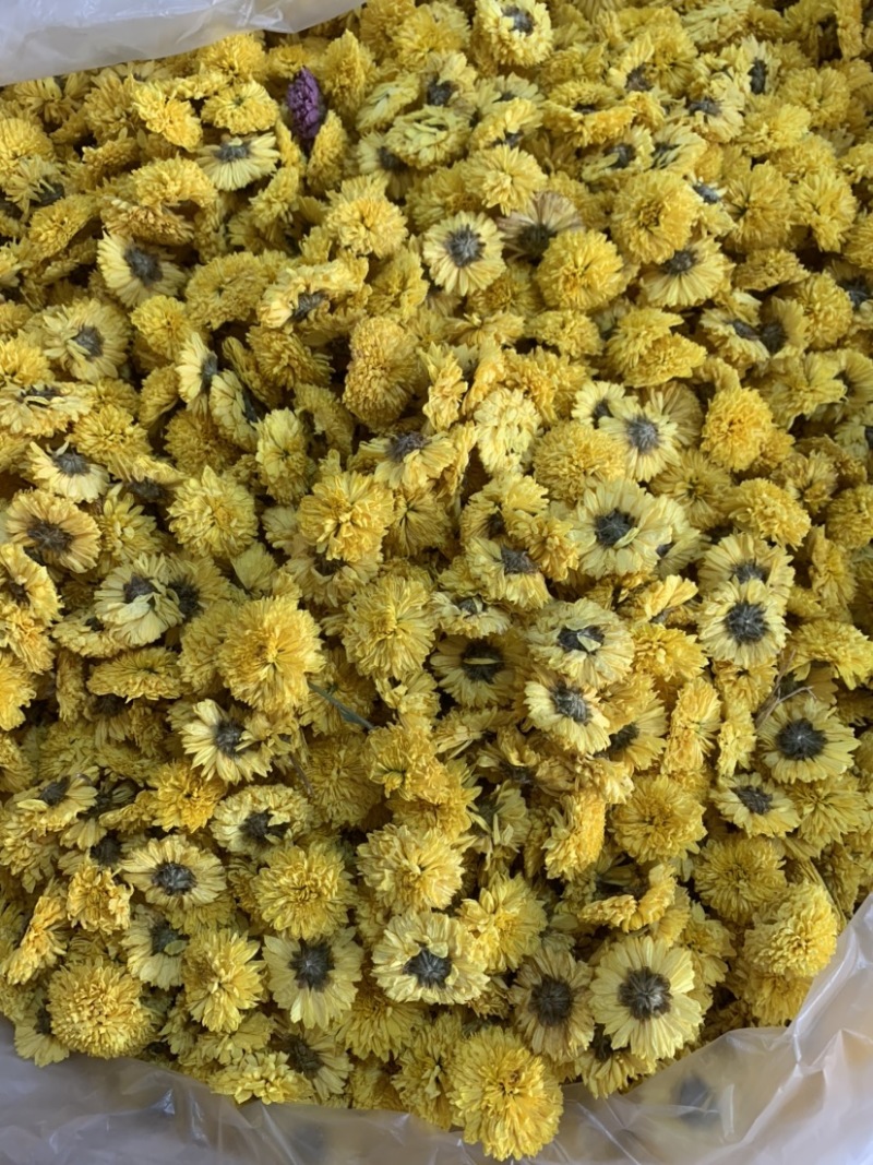 陶菊怀菊冰菊花茶泡茶佳品无杂质无添加颜色鲜艳