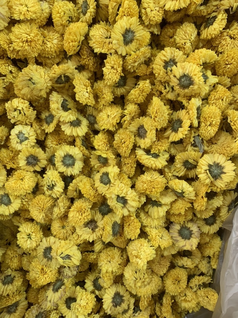 陶菊怀菊冰菊花茶泡茶佳品无杂质无添加颜色鲜艳