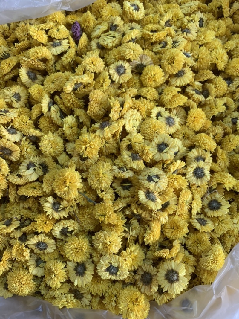陶菊怀菊冰菊花茶泡茶佳品无杂质无添加颜色鲜艳