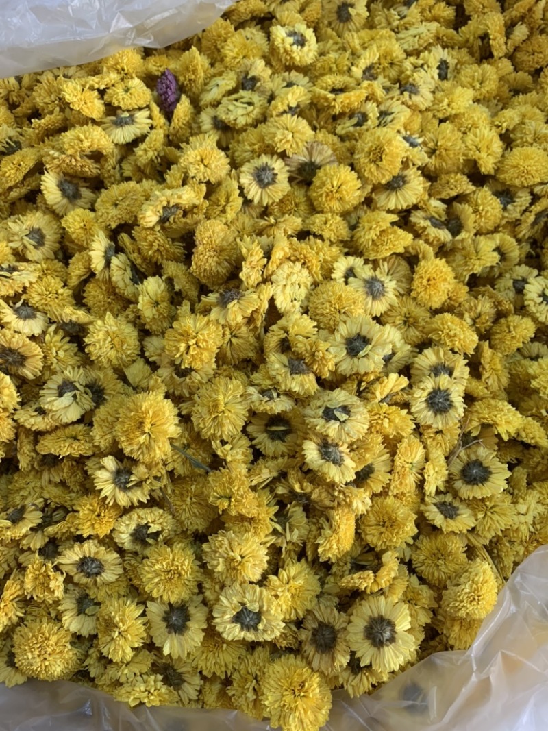 陶菊怀菊冰菊花茶泡茶佳品无杂质无添加颜色鲜艳