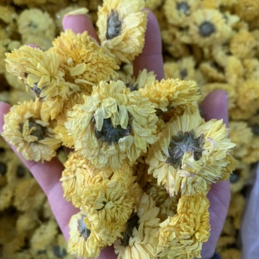 陶菊怀菊冰菊花茶泡茶佳品无杂质无添加颜色鲜艳