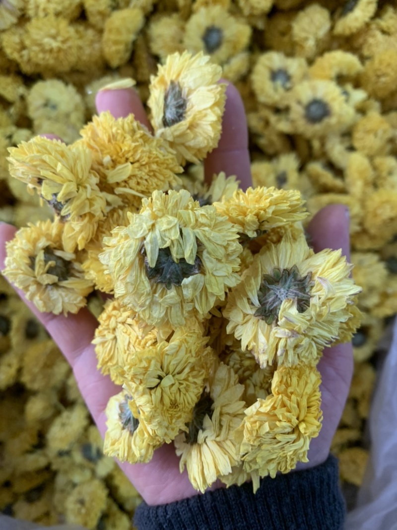 陶菊怀菊冰菊花茶泡茶佳品无杂质无添加颜色鲜艳