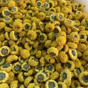球菊无硫新货颜色鲜艳朵朵均匀量大从优