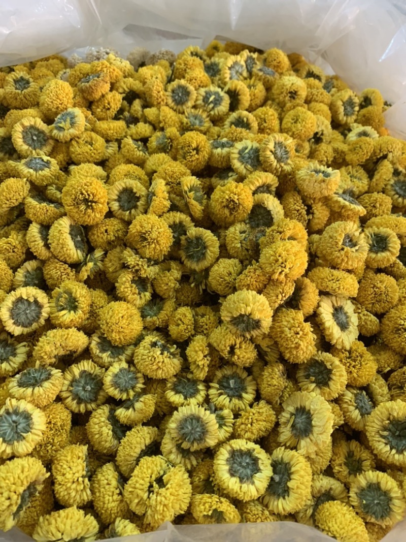 球菊无硫新货颜色鲜艳朵朵均匀量大从优