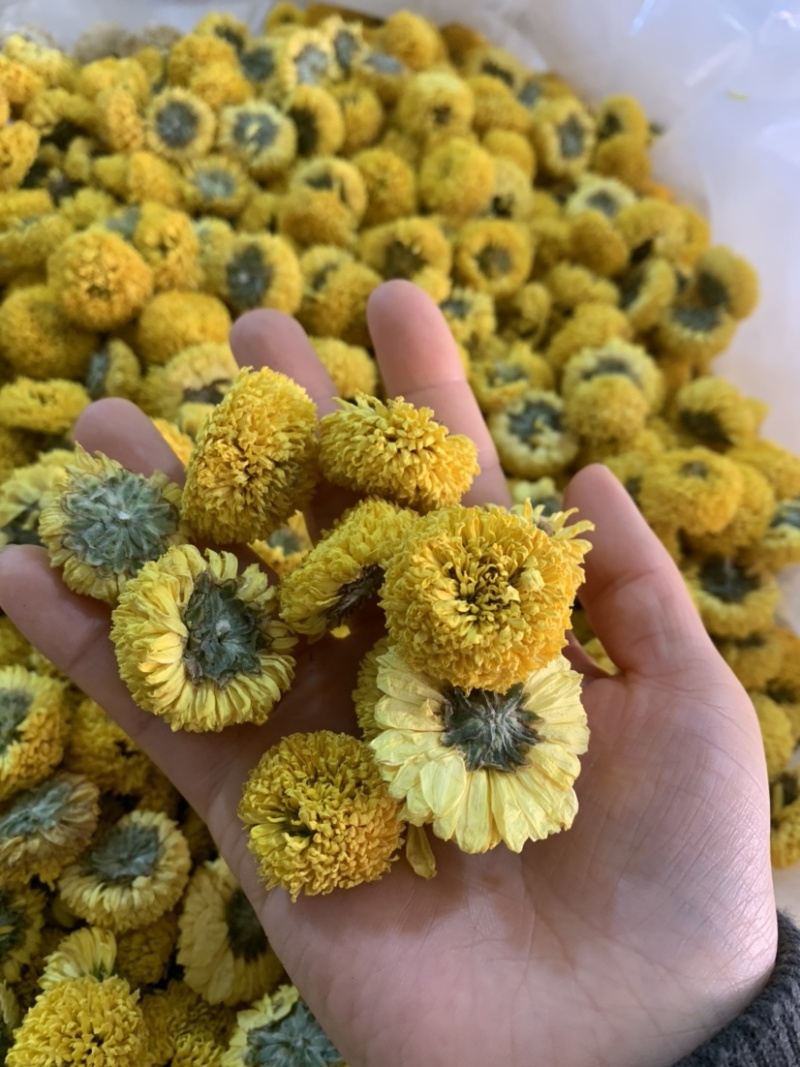 球菊无硫新货颜色鲜艳朵朵均匀量大从优