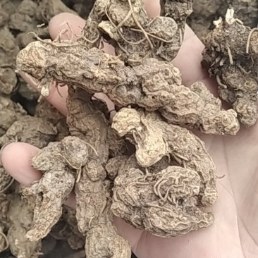苍术野生苍术大别山野生中药材苍术可批发零售