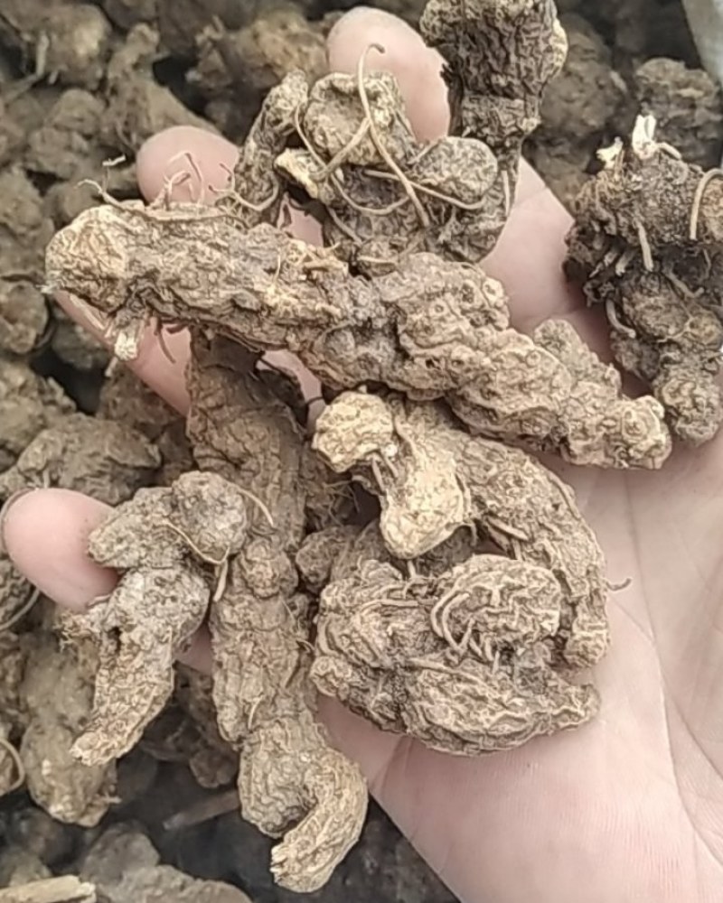 苍术野生苍术大别山野生中药材苍术可批发零售