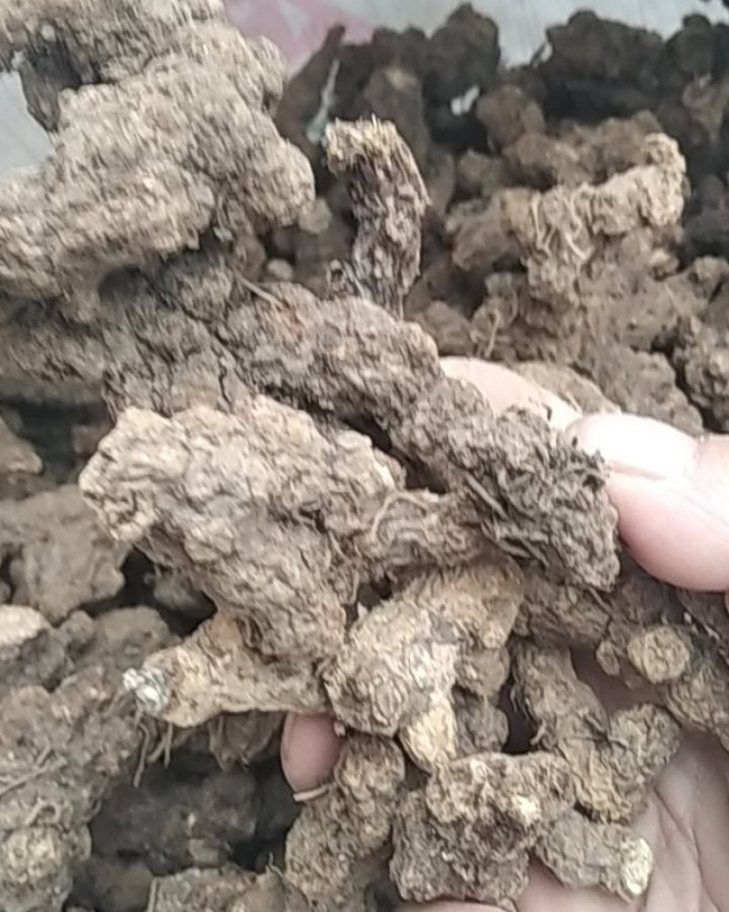 苍术野生苍术大别山野生中药材苍术可批发零售
