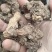 苍术野生苍术大别山野生中药材苍术可批发零售