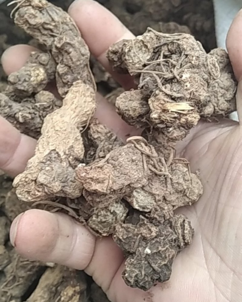 苍术野生苍术大别山野生中药材苍术可批发零售