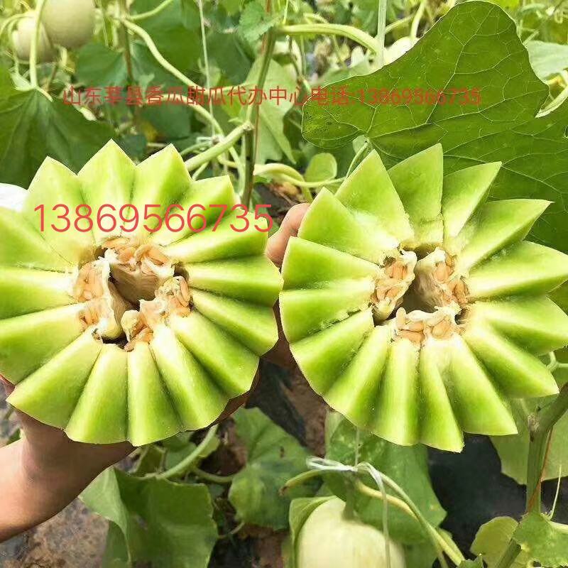 玉菇甜瓜，支持一件代发。可批货，可代收，诚交全国批发商、