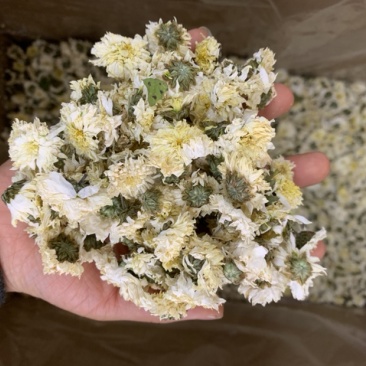 贡菊黄山贡菊七月花无硫新货无杂质量大从优