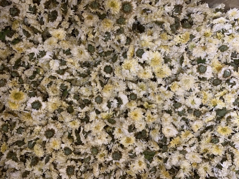 贡菊黄山贡菊七月花无硫新货无杂质量大从优