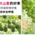 黄金罗汉果低温脱水工艺广西桂林永福特产批发