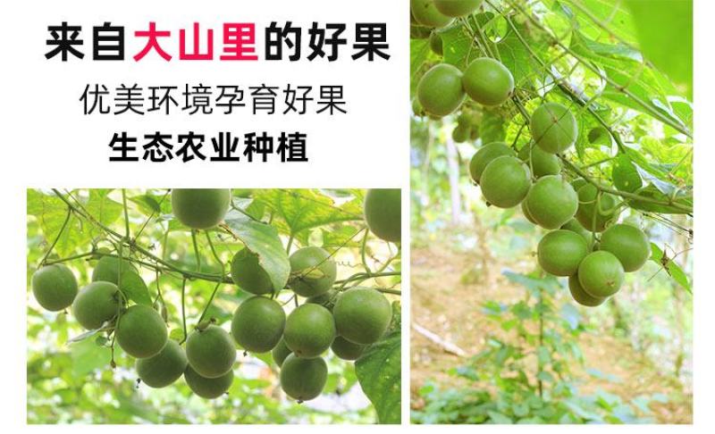 黄金罗汉果低温脱水工艺广西桂林永福特产批发