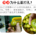 黄金罗汉果低温脱水工艺广西桂林永福特产批发