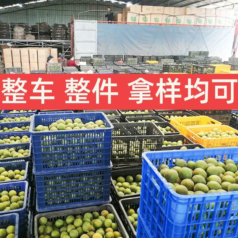 黄金罗汉果低温脱水工艺广西桂林永福特产批发
