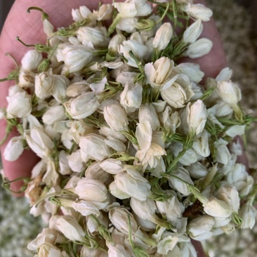 茉莉花无硫新货干净无杂质量大从优1公斤起批