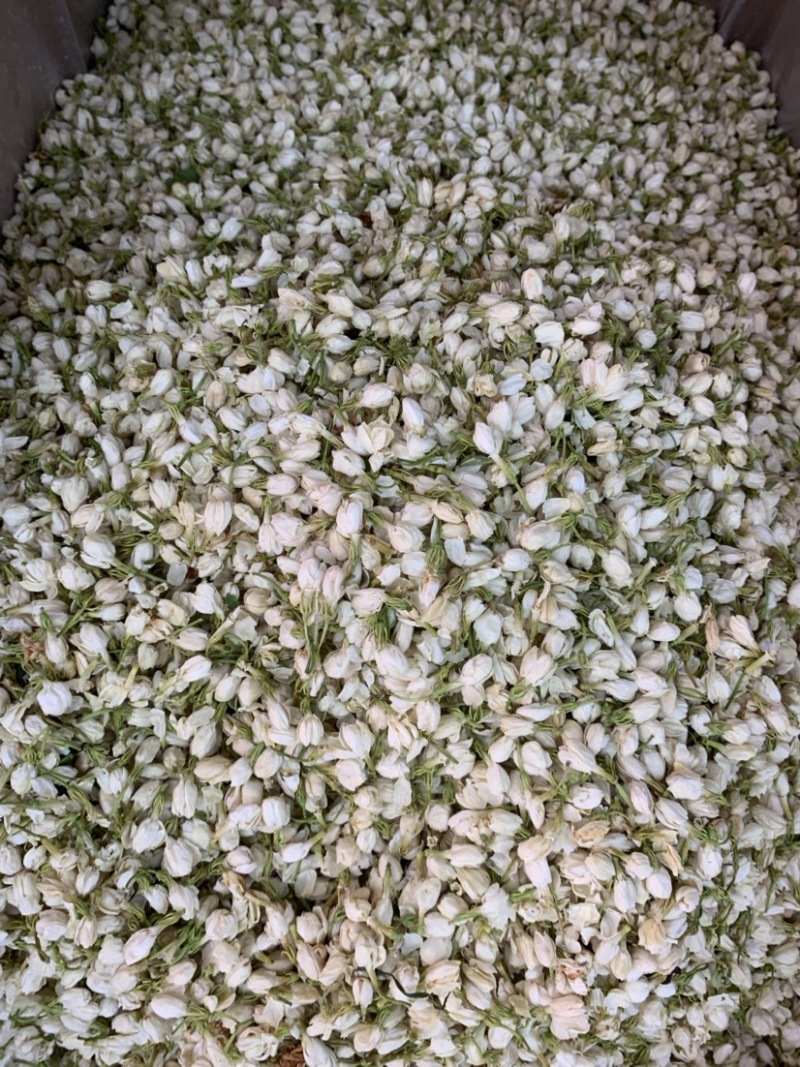 茉莉花无硫新货干净无杂质量大从优1公斤起批