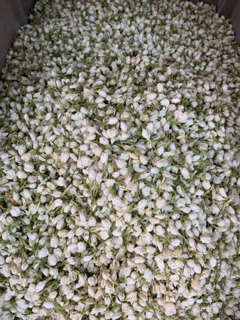茉莉花无硫新货干净无杂质量大从优1公斤起批