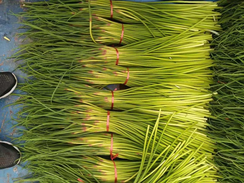 蒜苔蒜薹红帽蒜苔大量上市产地直供价格便宜按需供应