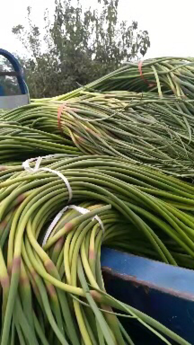 蒜苔蒜薹红帽蒜苔大量上市产地直供价格便宜按需供应