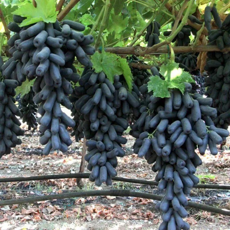 葡萄树苗红堤蓝宝石夏黑巨峰葡萄金手指提子苗当年结果