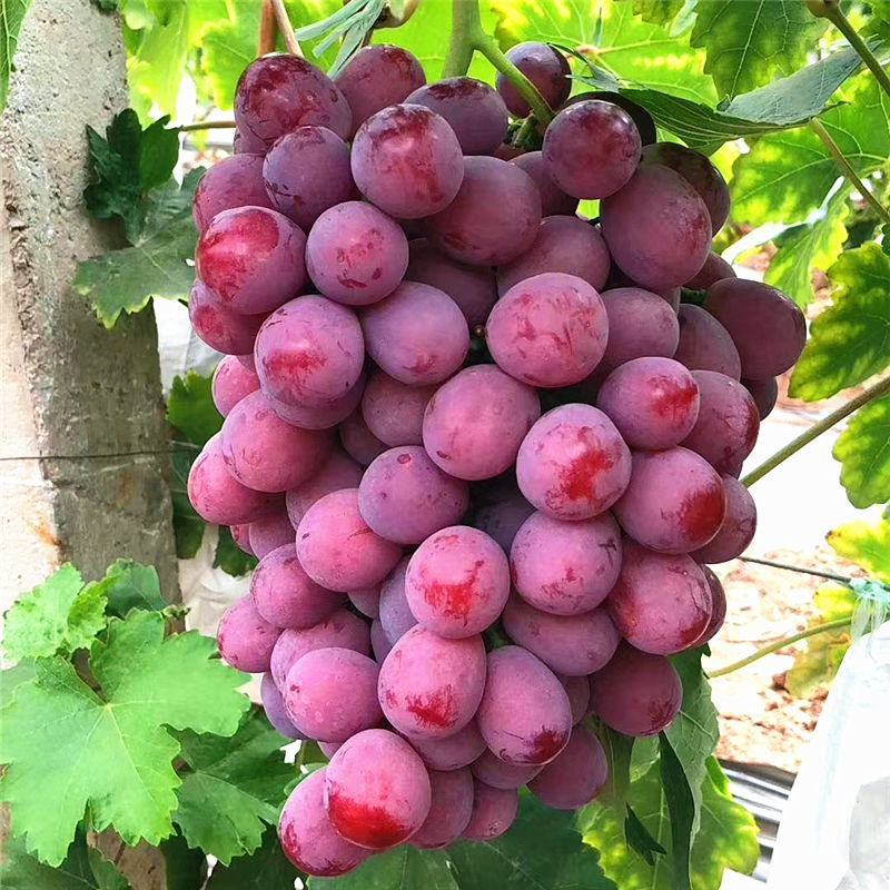 葡萄树苗红堤蓝宝石夏黑巨峰葡萄金手指提子苗当年结果