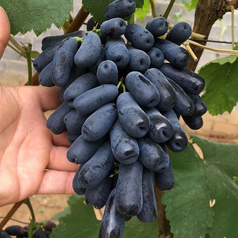 葡萄树苗红堤蓝宝石夏黑巨峰葡萄金手指提子苗当年结果