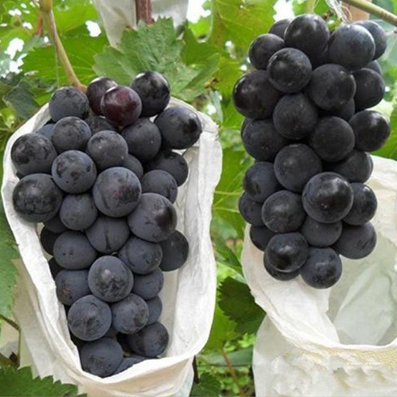 葡萄树苗红堤蓝宝石夏黑巨峰葡萄金手指提子苗当年结果