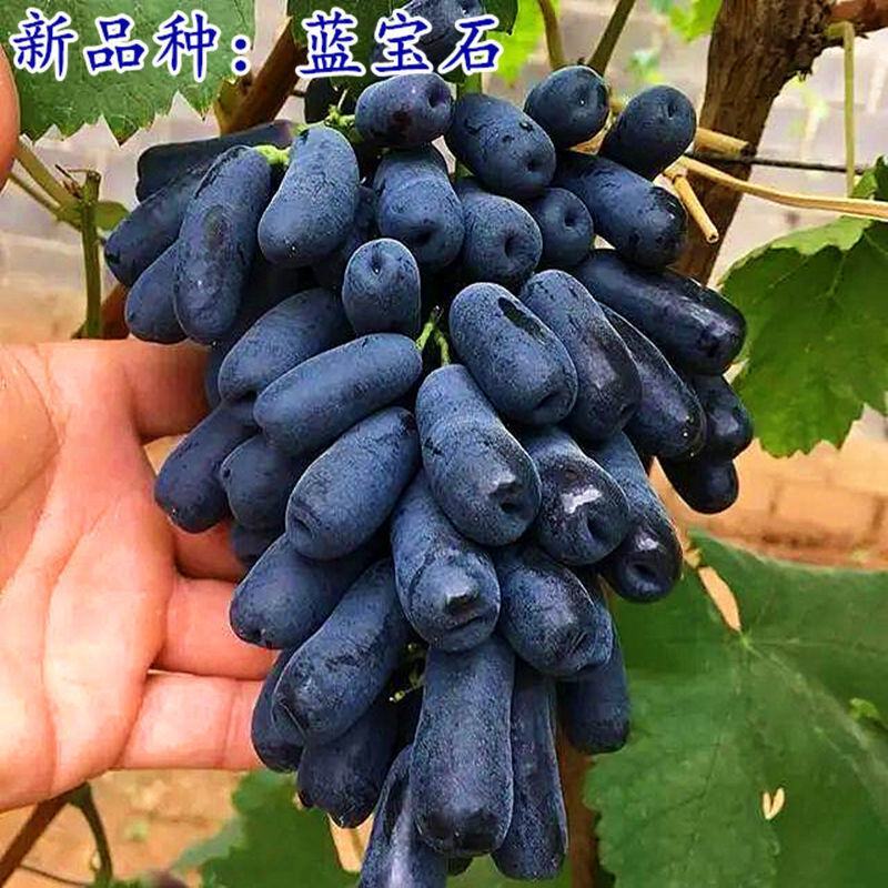 葡萄树苗红堤蓝宝石夏黑巨峰葡萄金手指提子苗当年结果