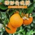 【推荐】伦晚甜橙秭归伦晚伦晚春橙入口化渣纯甜产地整车发货