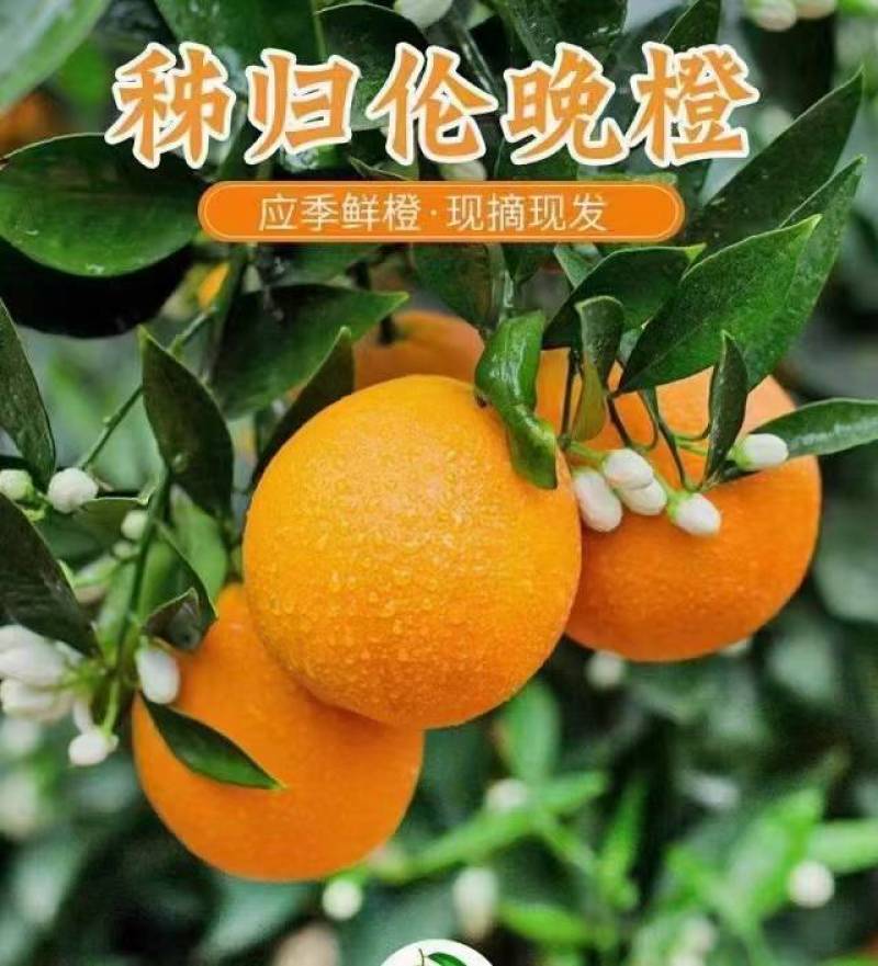 【推荐】伦晚甜橙秭归伦晚伦晚春橙入口化渣纯甜产地整车发货